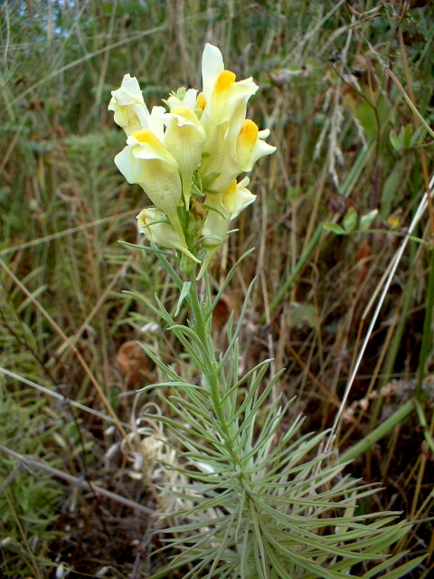 Linaria vulgaris / Linajola comune